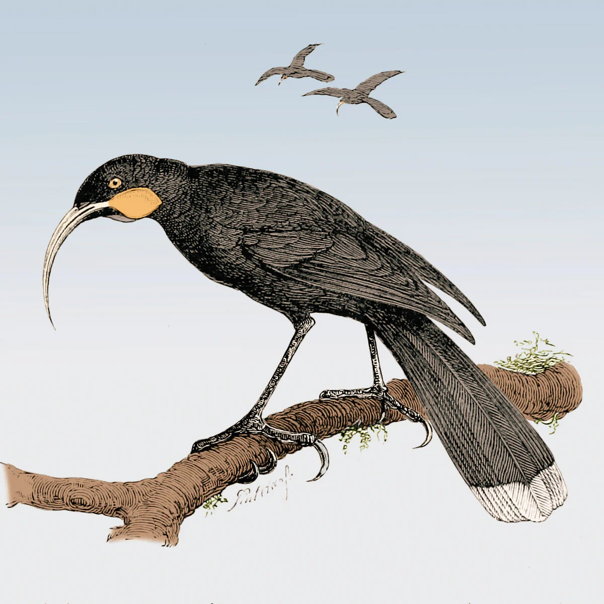 Huia illustration from 1880