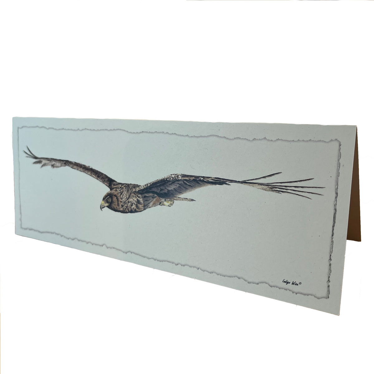 "Harrier Hawk" Greeting Card