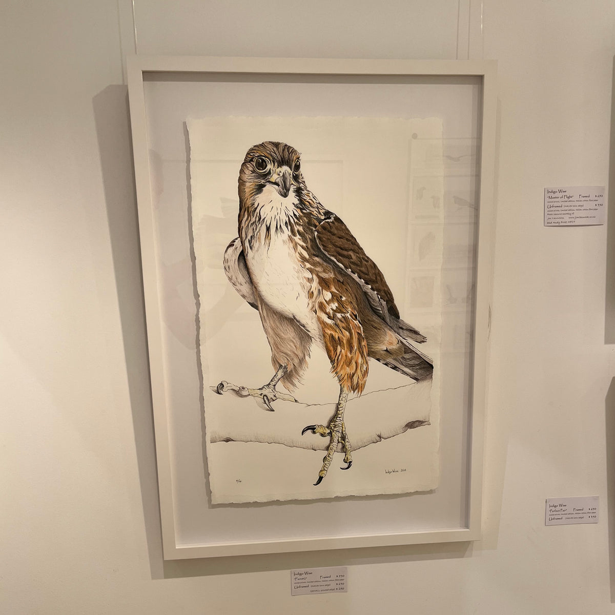 "NZ Falcon Fern#2" Giclee Print