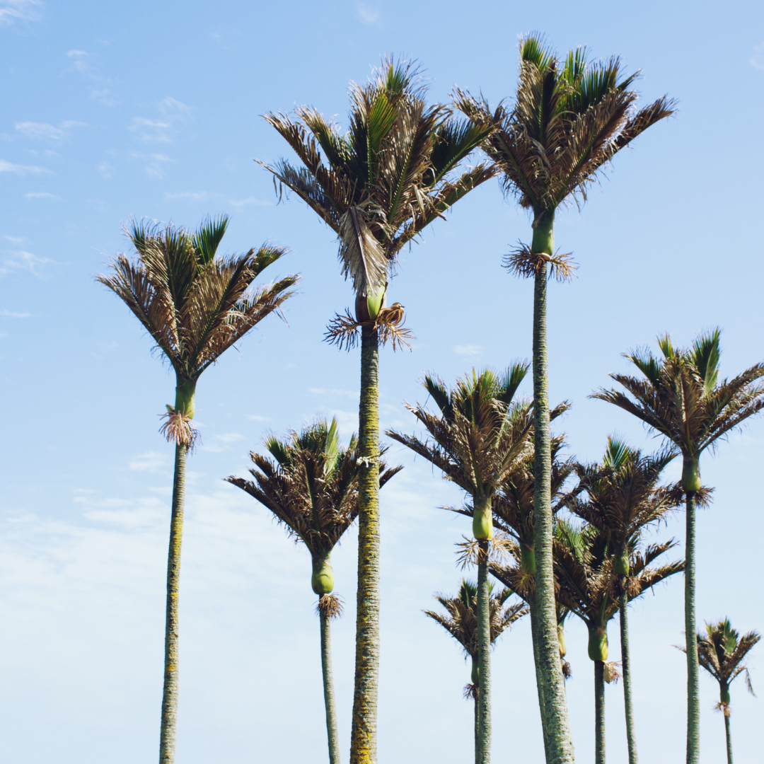 Nikau palm trees