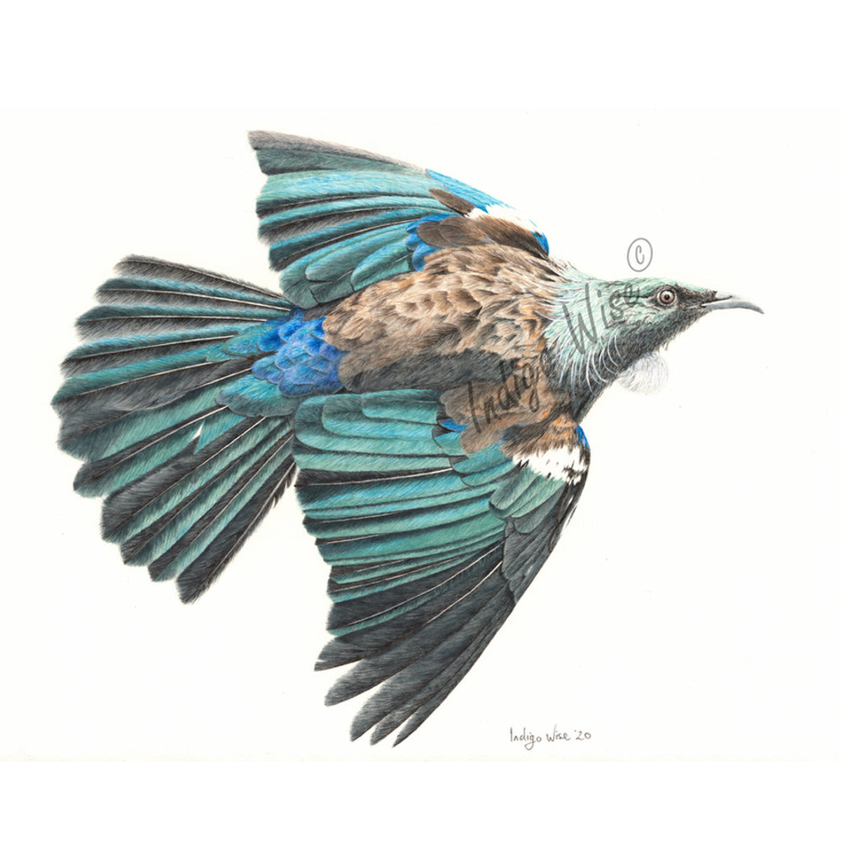 "Tui Flight" Giclee Print