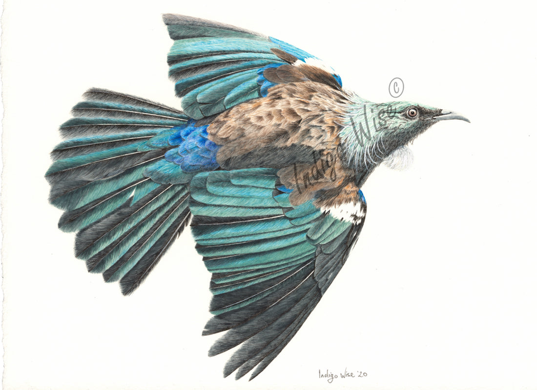"Tui Flight" Greeting Card