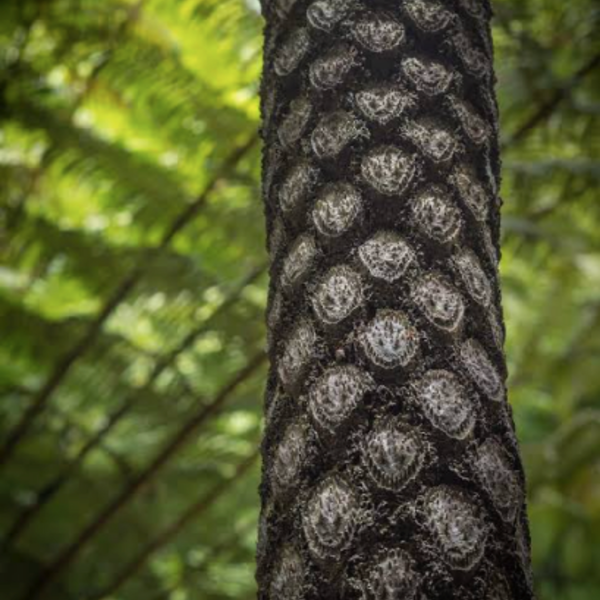 Ponga trunk pattern with foliage in background 