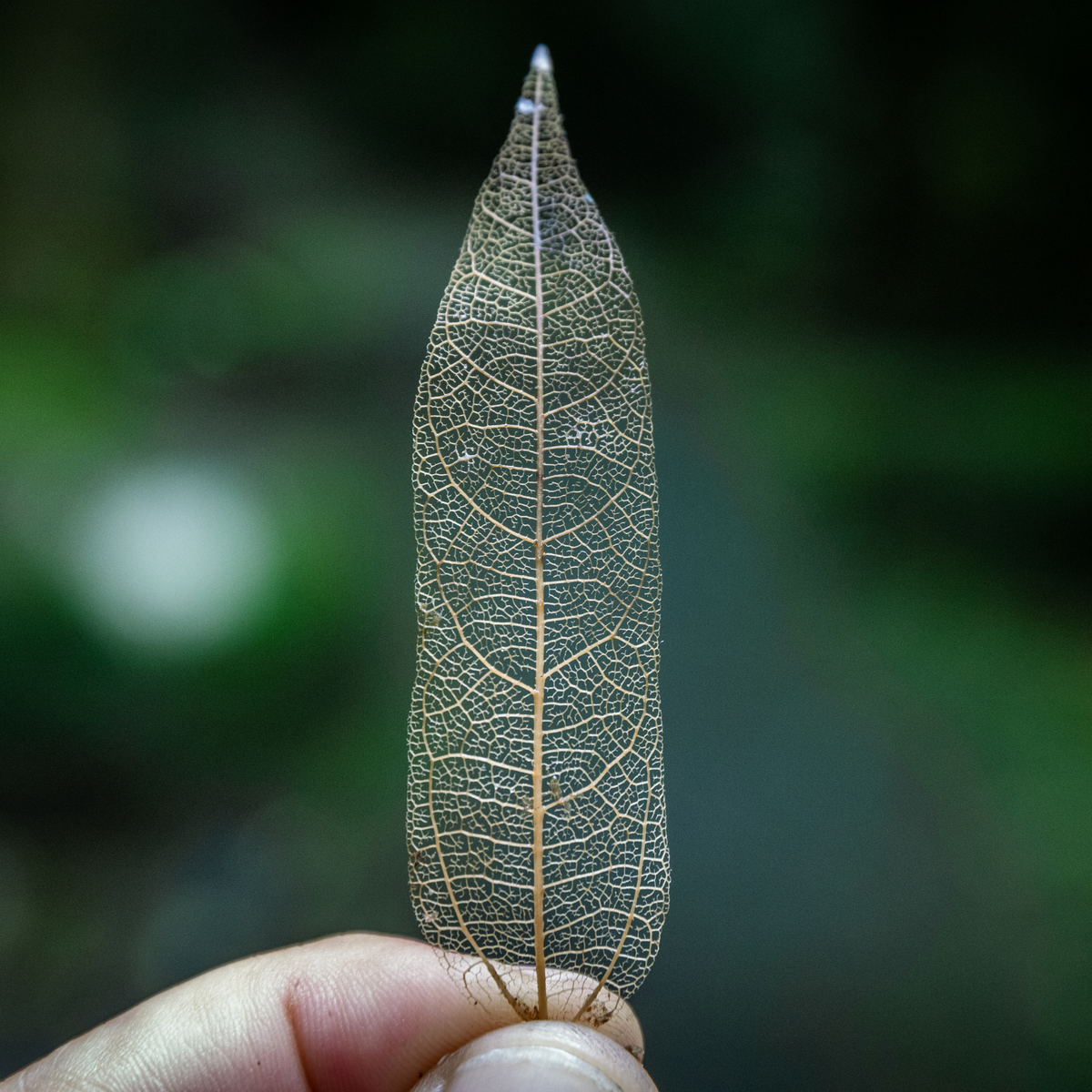 Leaf Skeleton