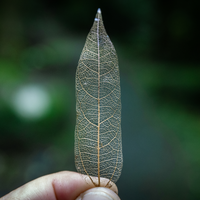 Leaf Skeleton