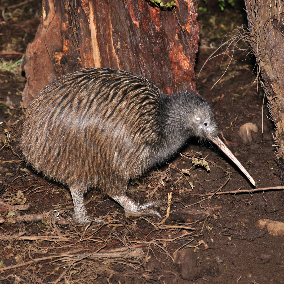 New Zealand kiwi bird foraging at night