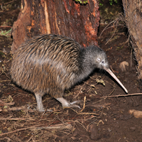 New Zealand kiwi bird foraging at night