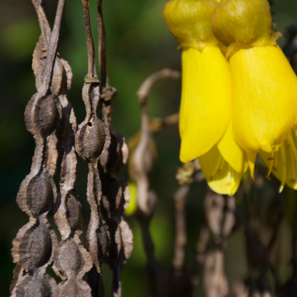 Kowhai seed pods and flowers