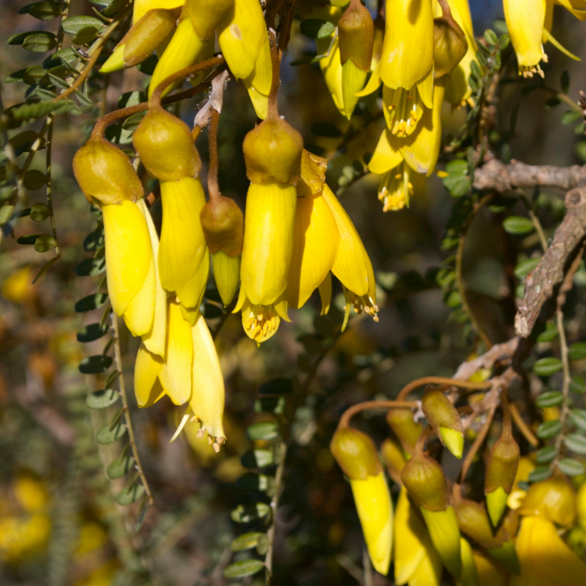 Kōwhai flowers in bloom