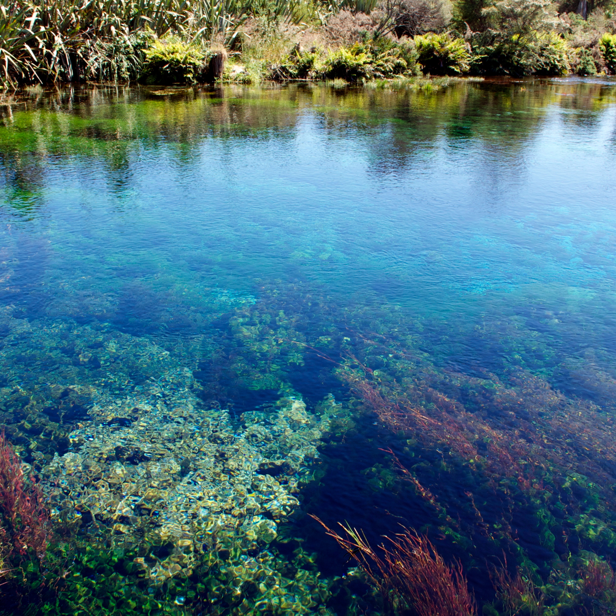 Te Waikoropupū Springs