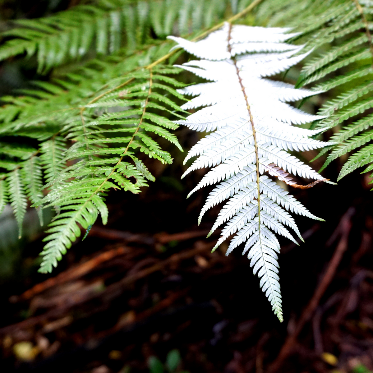 Silver fern showing silver/white underside