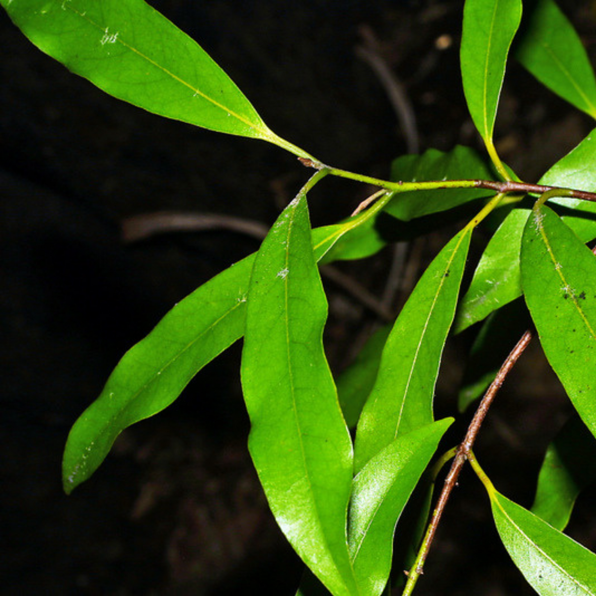 Tawa Leaves