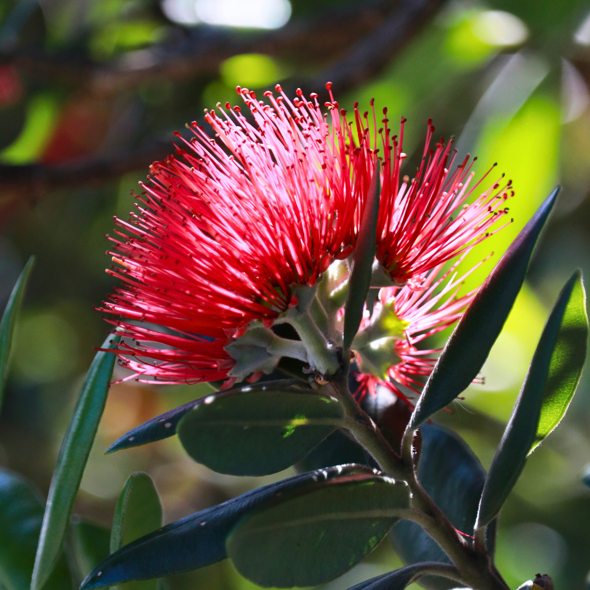 Close up of pōhutukawa flower showing the mass of red stamen