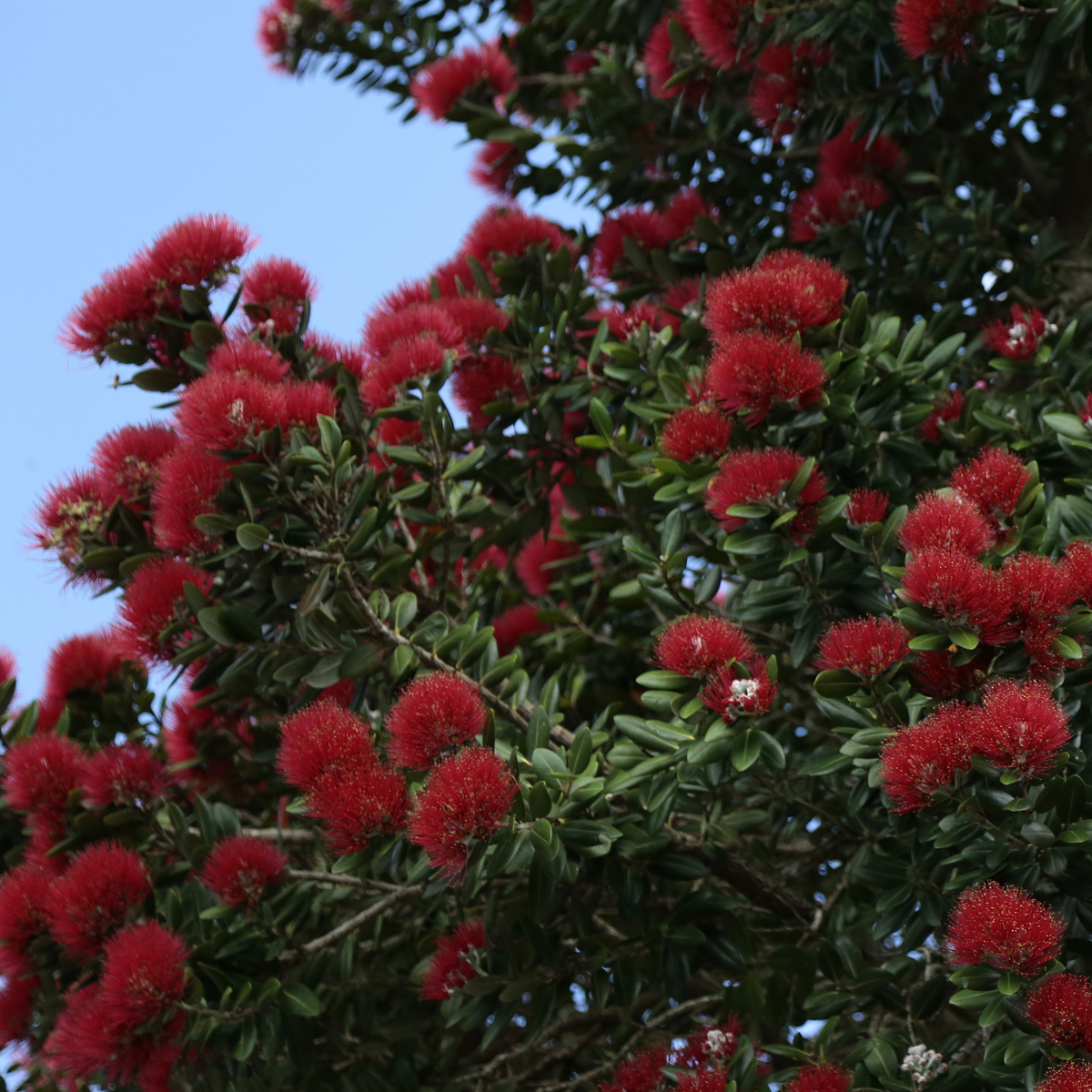 Pōhutukawa tree showing the elliptical leaves and flowering prolifically with red flowers 