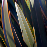 Flax/harakeke leaf blades showing tapered tip