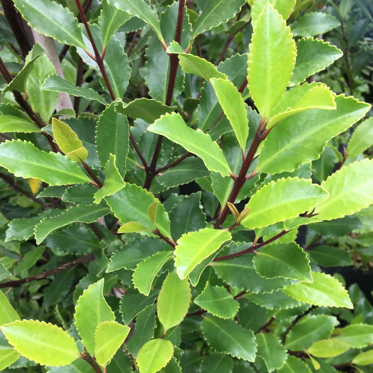 Pukatea leaves showing toothed form