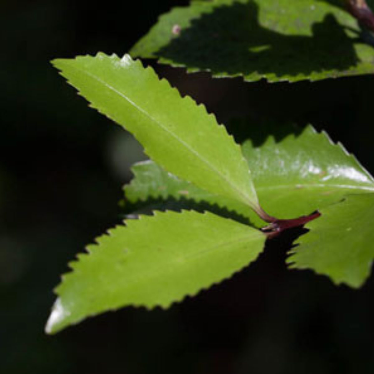 Close up of pukatea leaf