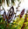 Leaf Corten Spear Garden Art