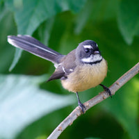 Fantail