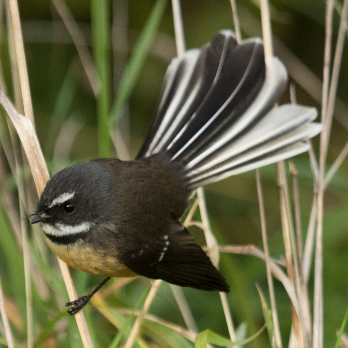 Fantail (Pīwakawaka) showing fanned tail