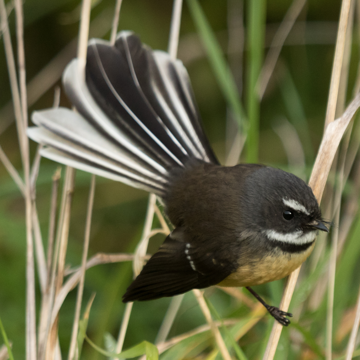 Fantail (Pīwakawaka) perched on grasses