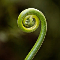 Unfurling fern spiral