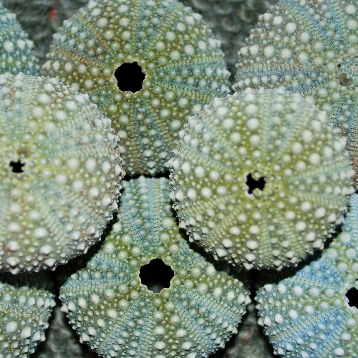 Kina shells (sea egg/sea urchin)
