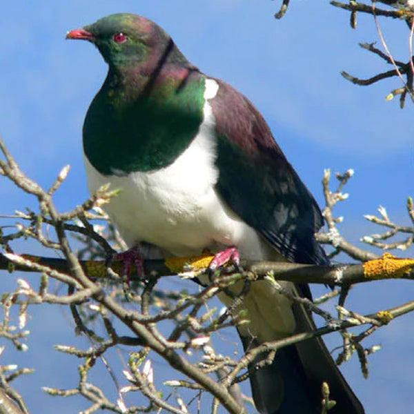 Kererū (New Zealand Wood Pigeon) on branch