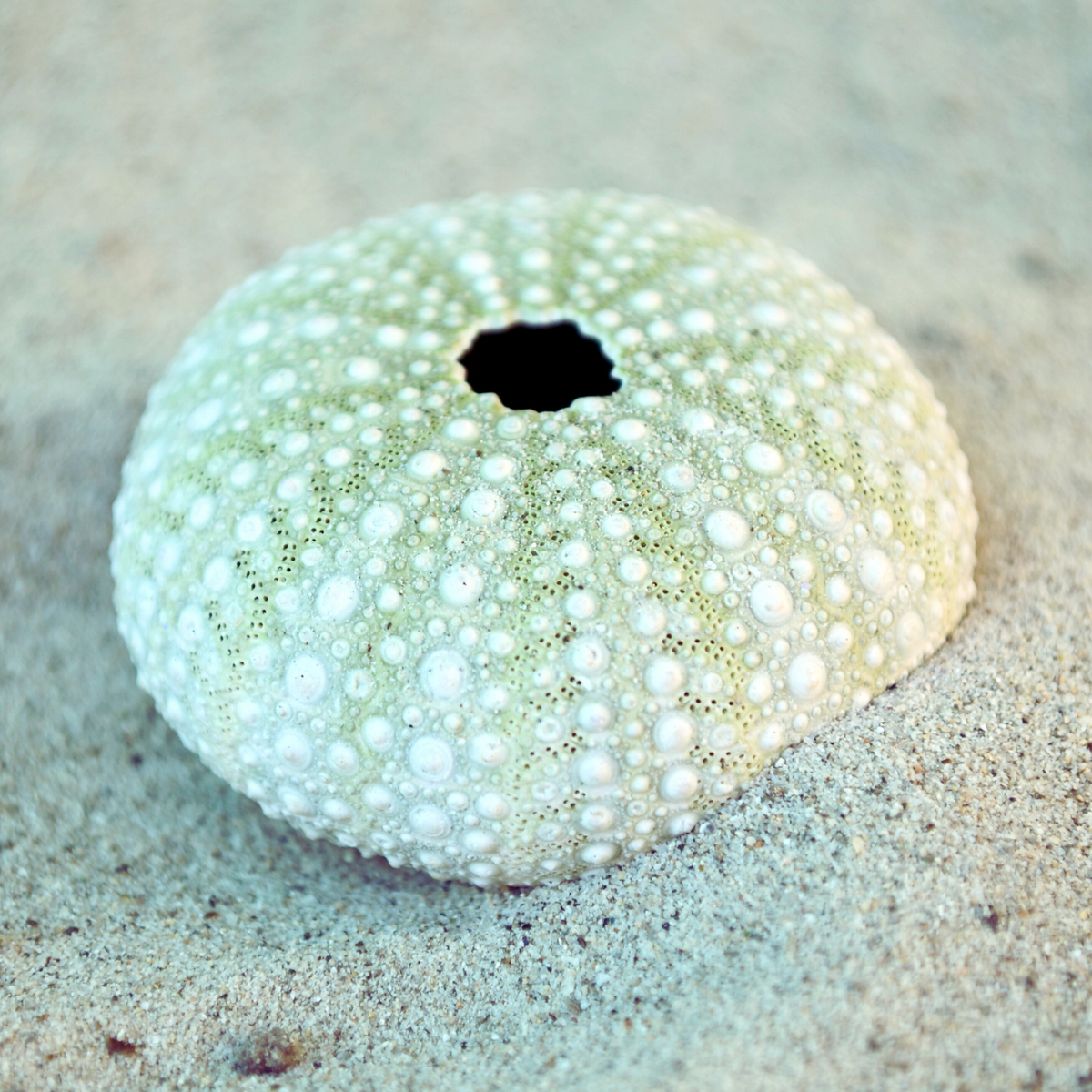 Kina shell in sand