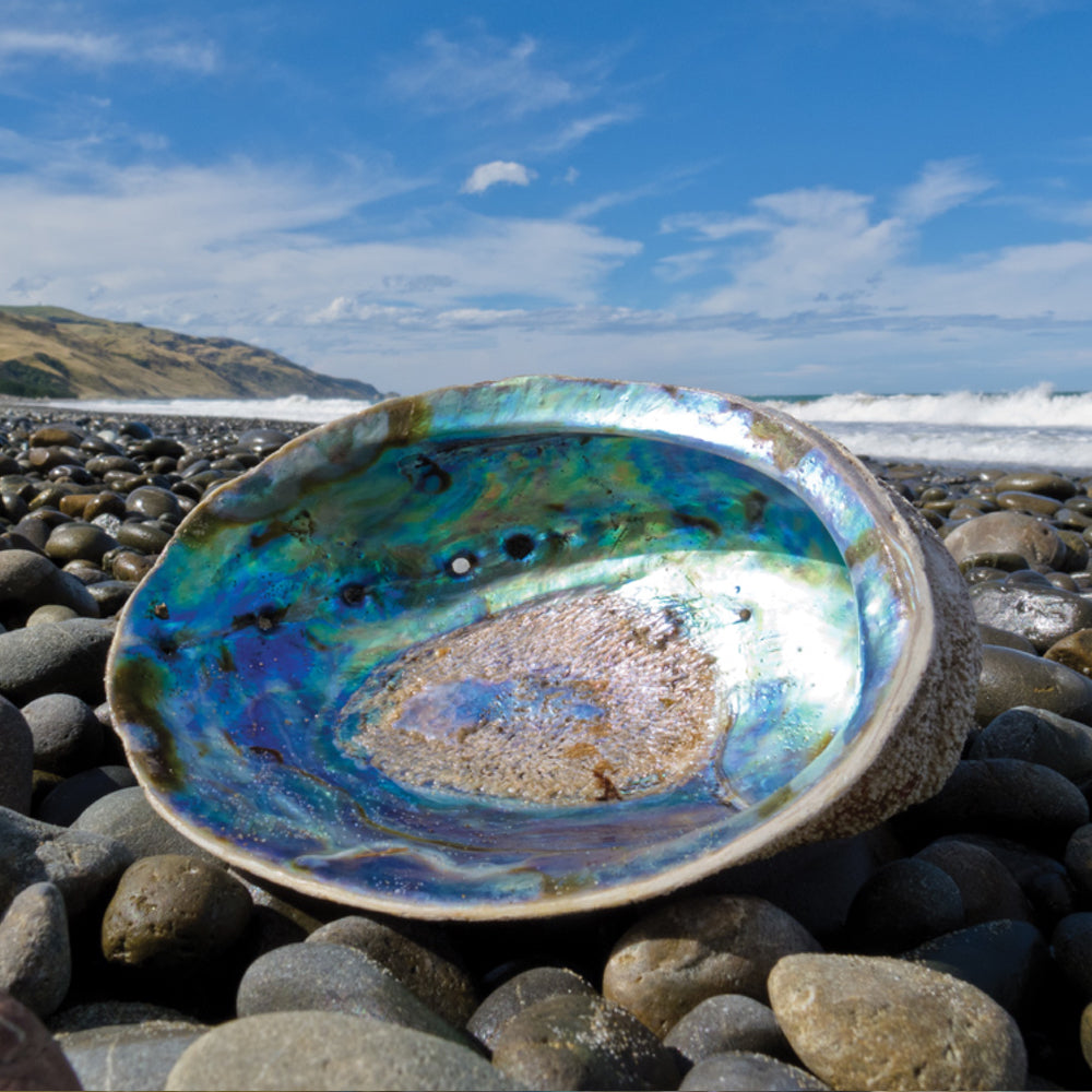 Pāua Shell on rocky beach