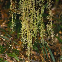 Hanging moss in forest (Weymouthia mollis)