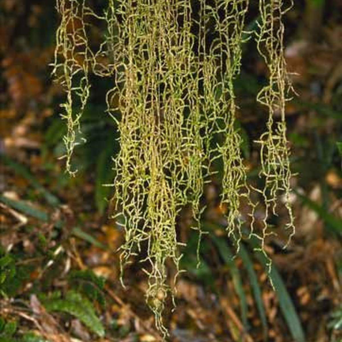 Hanging moss in forest (Weymouthia mollis)