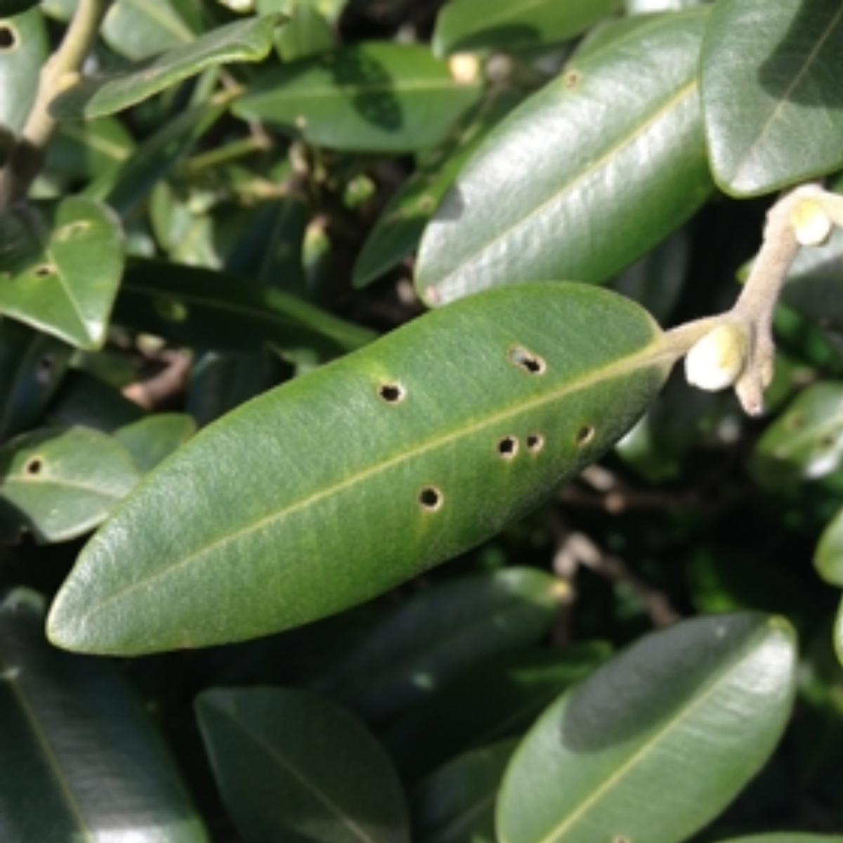 Pōhutukawa leaves with holes