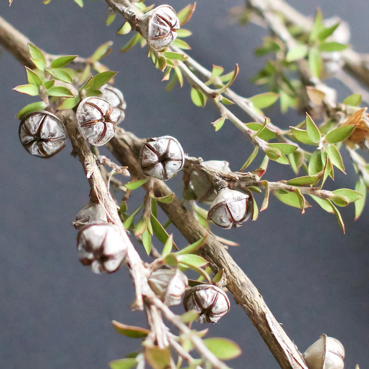 Mānuka seed pods on branch