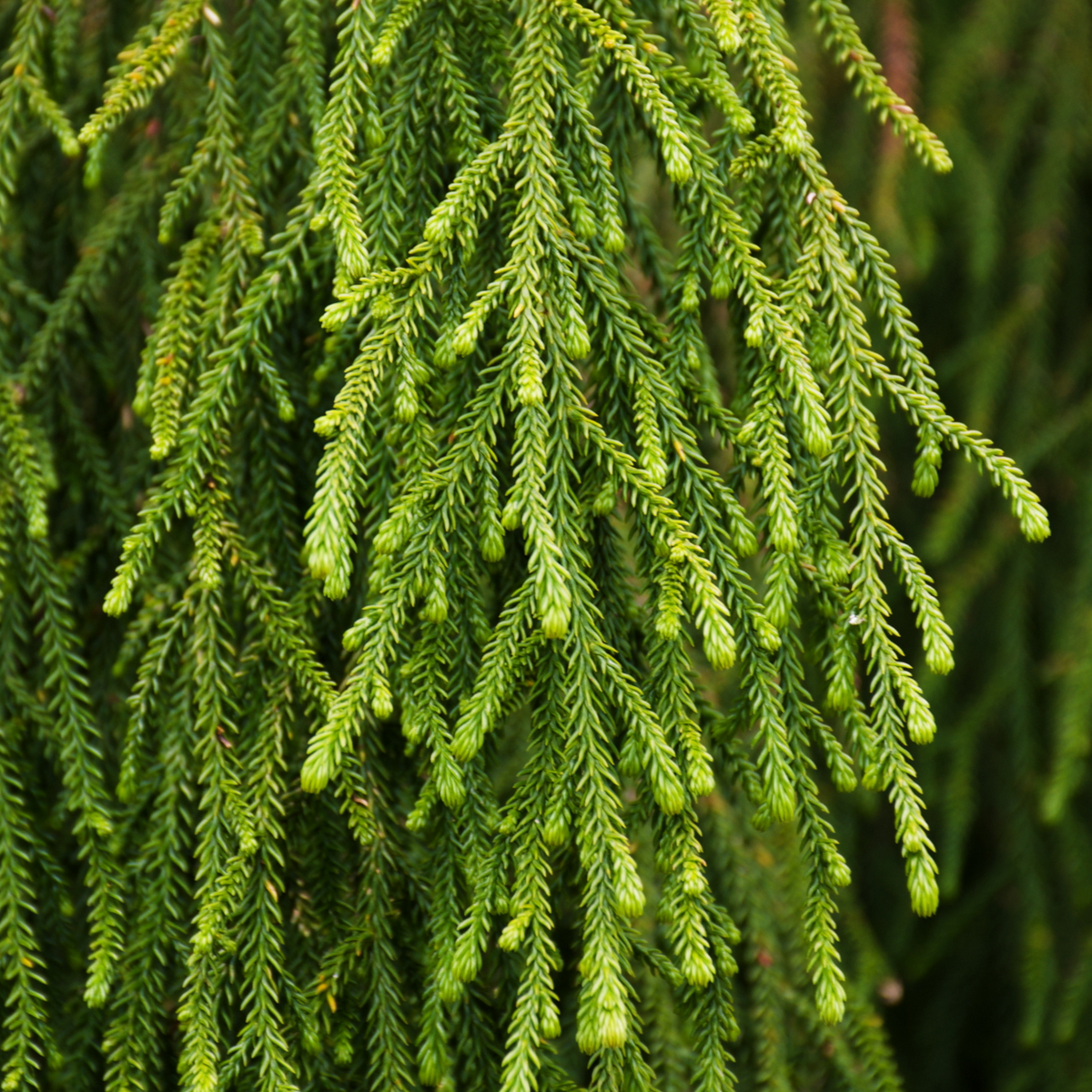Rimu leaves