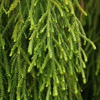 Rimu leaves