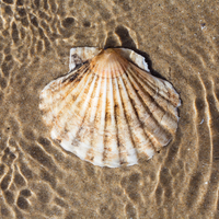 Scallop shell underwater in sand