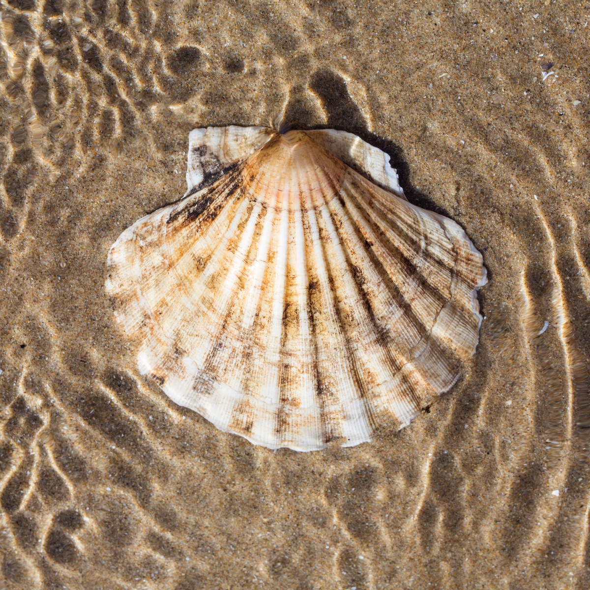 Scallop shell underwater in sand