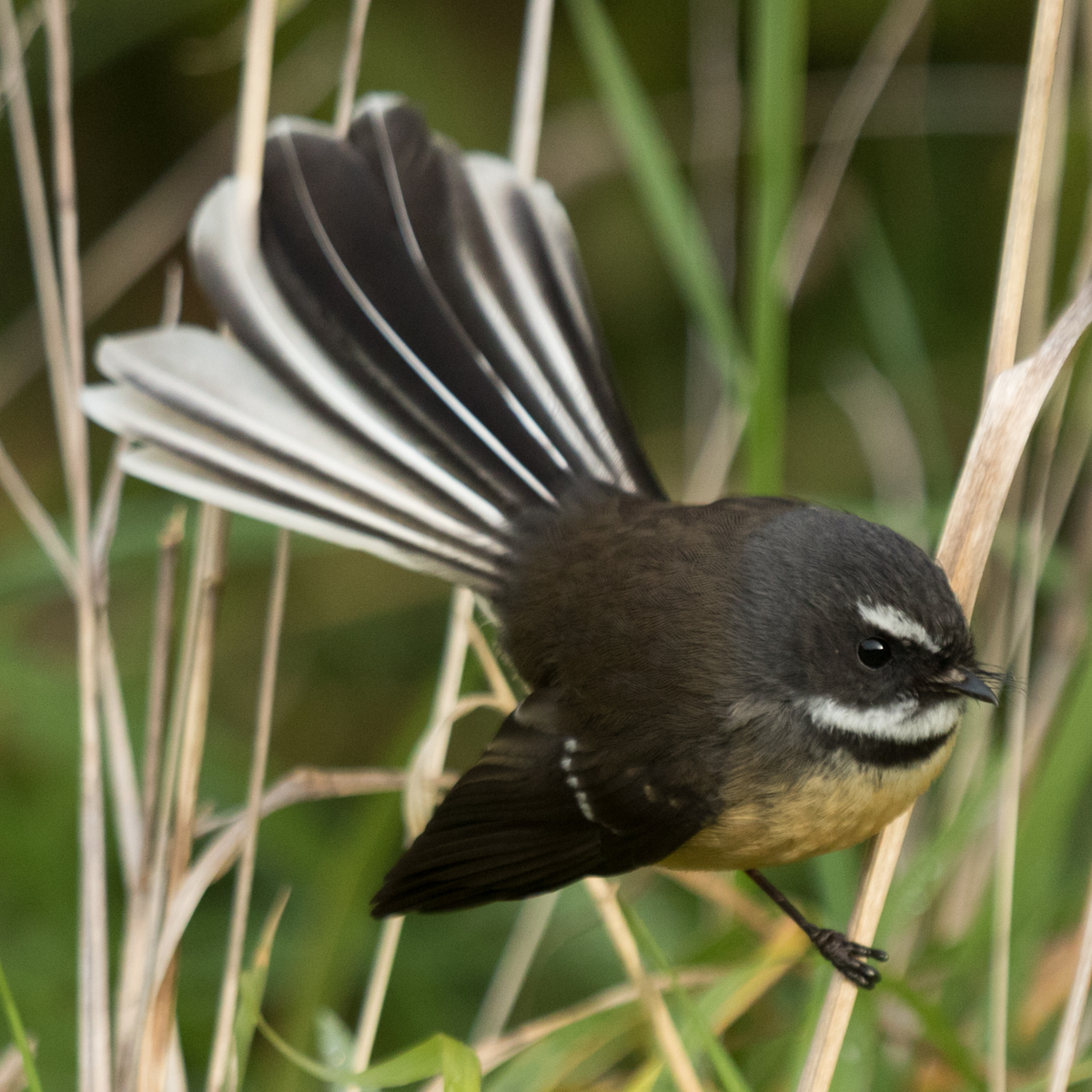 Fantail (Pīwakawaka) in nature