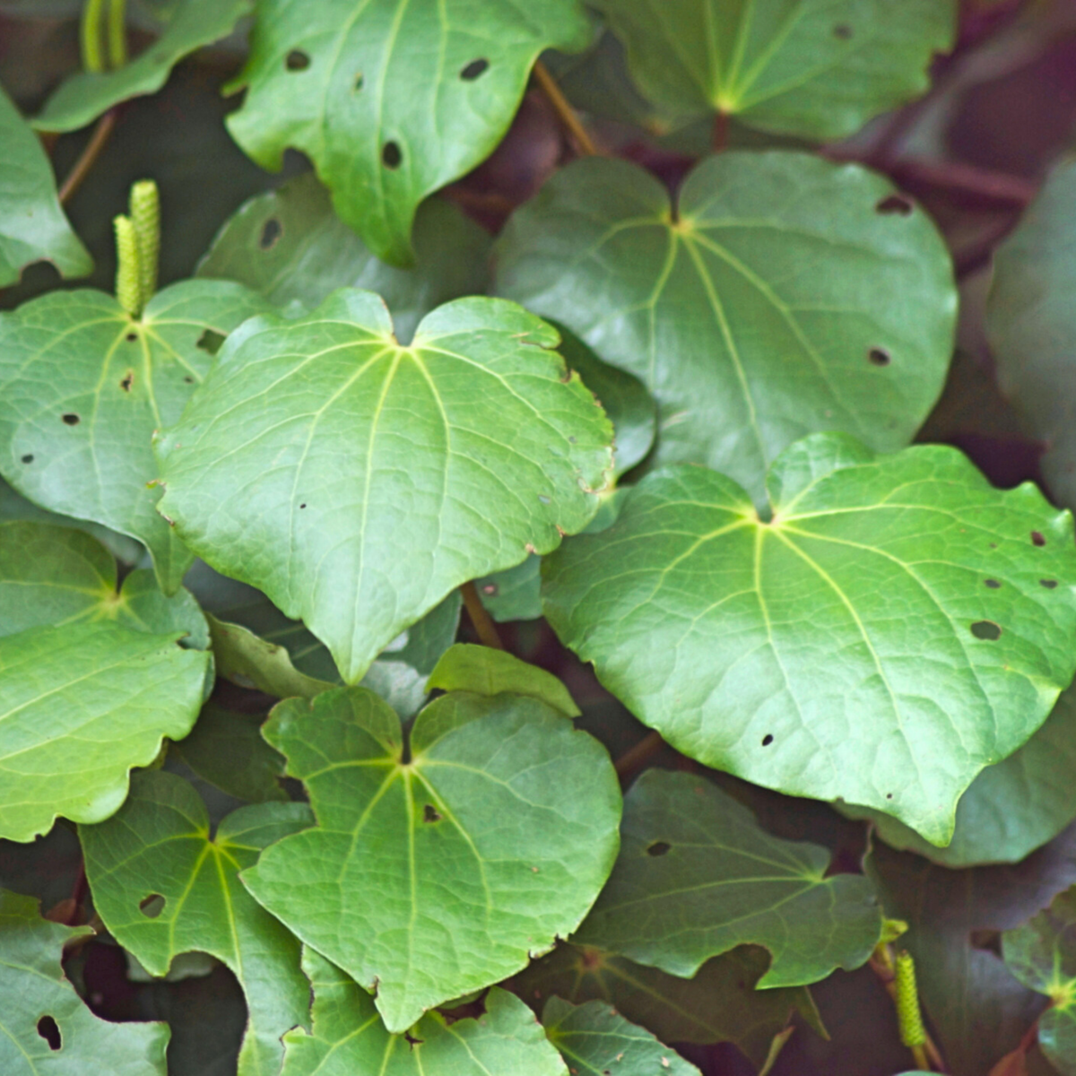 Kawakawa leaves with insect holes