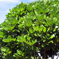 Puka tree showing the large bright green leaves
