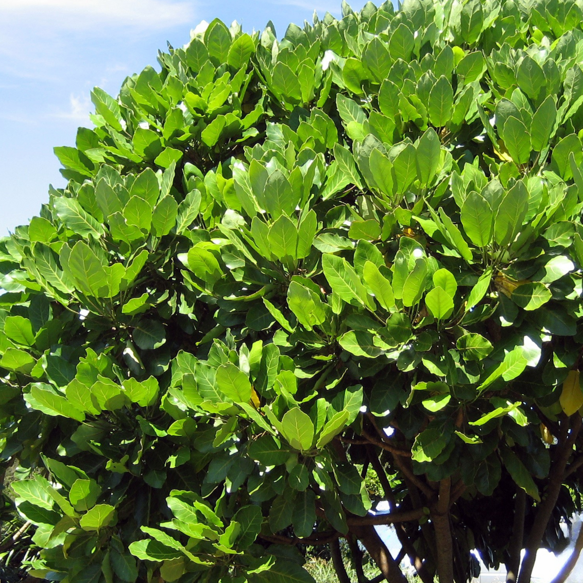 Puka tree showing the large bright green leaves