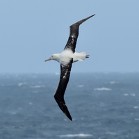 Albatross flying over the ocean