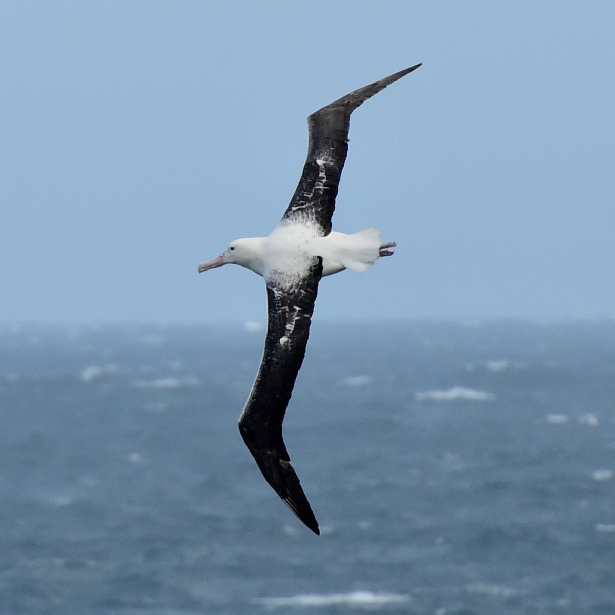 Albatross flying over the ocean