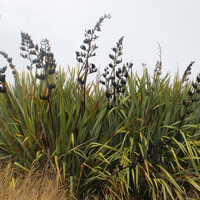 Harakeke (New Zealand flax) with flower stalks