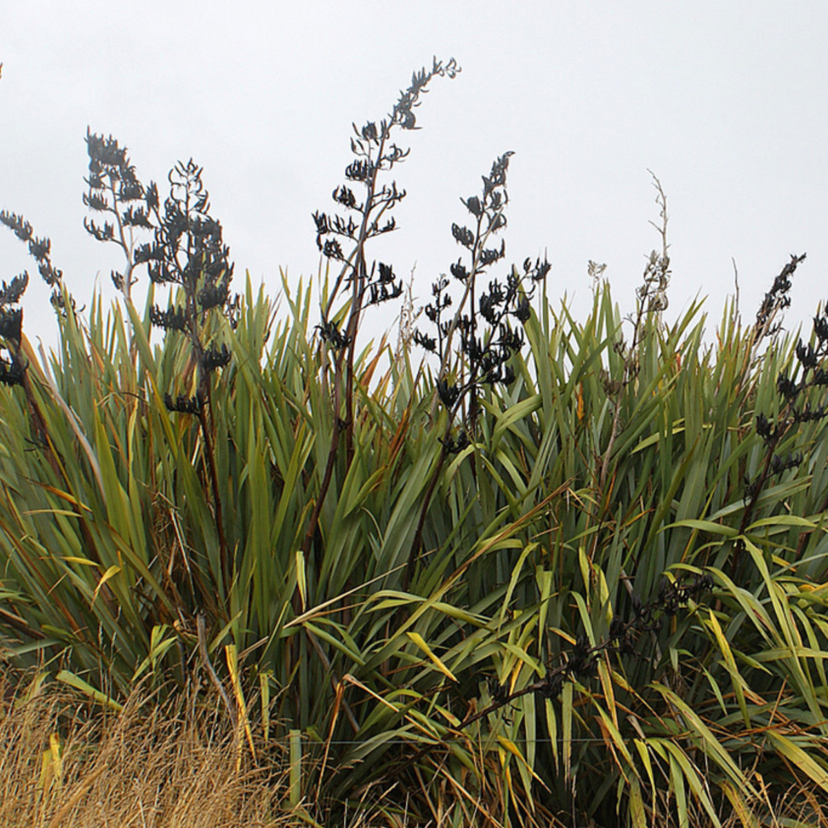 Harakeke (New Zealand flax) with flower stalks