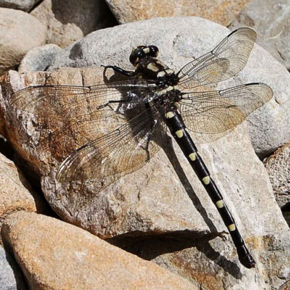 New Zealand giant dragonfly resting on rocks 