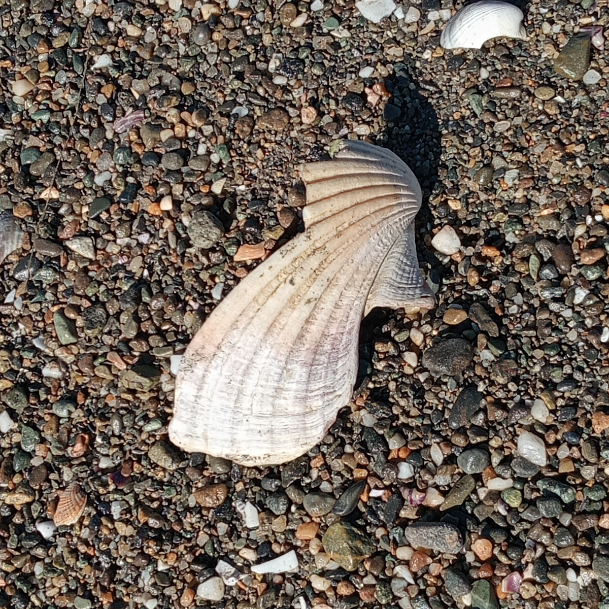 Piece of scallop shell on a pebbly beach