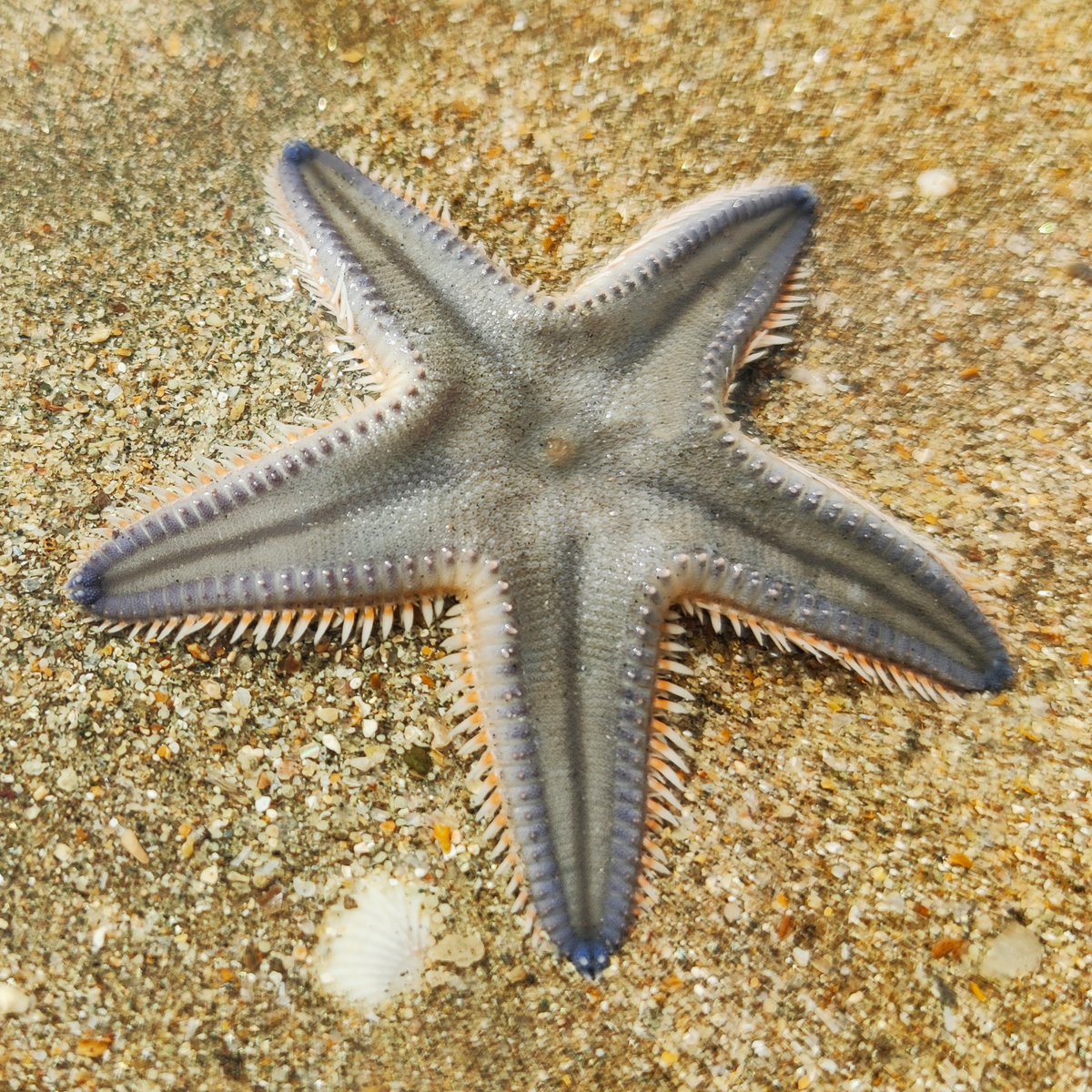 Comb Star starfish underwater on sand