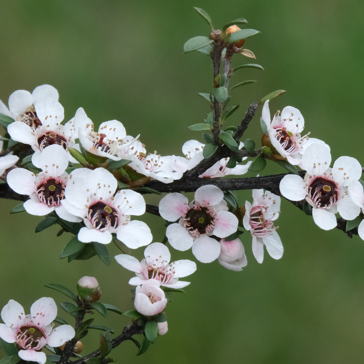 Mānuka flowers